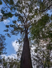 Eucalyptus resinifera