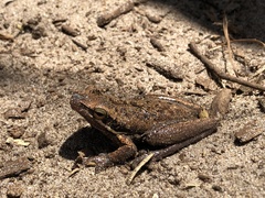 Litoria adelaidensis