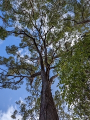 Eucalyptus resinifera
