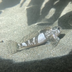 Clinocottus globiceps