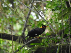 Gracula religiosa