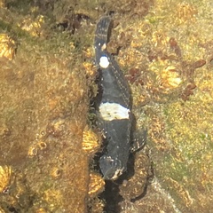 Clinocottus globiceps