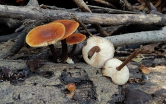 Flammulina filiformis