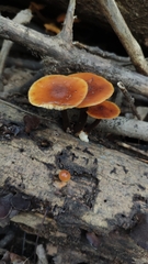 Flammulina filiformis