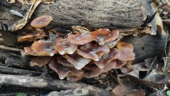 Flammulina filiformis