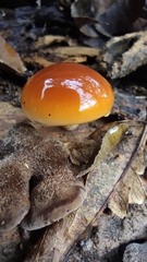 Flammulina filiformis