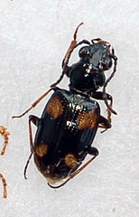 Bembidion quadripustulatum
