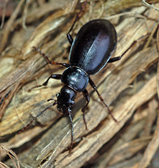 Carabus vernus