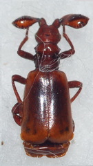 Paussus turcicus