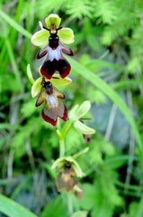 Ophrys insectifera
