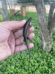 Trachylepis punctatissima