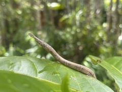 Langaha madagascariensis
