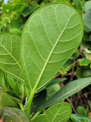Ficus pedunculosa