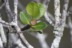 Hypochrysops apelles