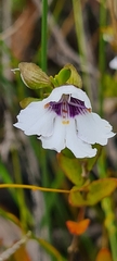 Prostanthera saxicola montana