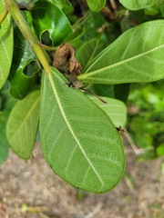 Ficus pedunculosa