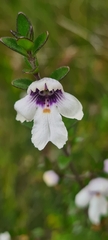 Prostanthera saxicola montana
