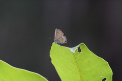 Catopyrops florinda