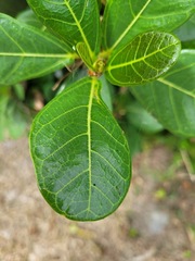 Ficus pedunculosa