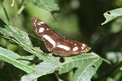 Phaedyma shepherdi