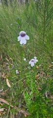 Prostanthera saxicola montana