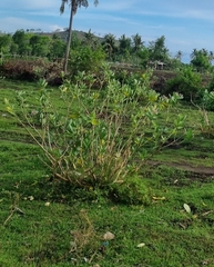 Calotropis gigantea