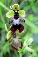 Ophrys insectifera