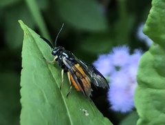 Lophyrotoma analis