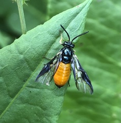 Lophyrotoma analis