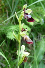 Ophrys insectifera