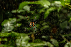 Trichonephila fenestrata