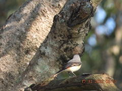 Pericrocotus cinnamomeus