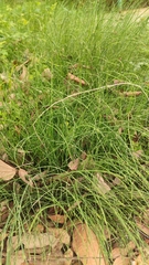Equisetum ramosissimum