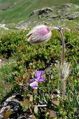 Pulsatilla vernalis