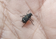 Tropiderini