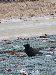 Corvus corone