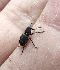 Tropiderini