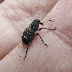 Tropiderini