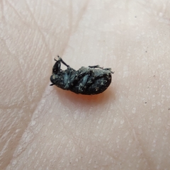 Tropiderini