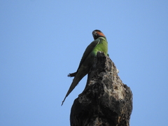 Psittacula longicauda tytleri