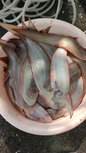 Slender tonguefish (Cynoglossus gracilis) — Cynoglossidae — 2