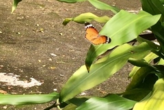 Danaus chrysippus chrysippus