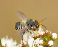 Megachile maculariformis
