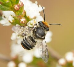 Megachile maculariformis
