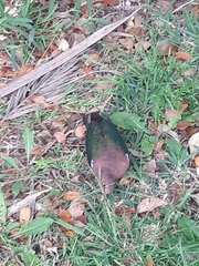 Chalcophaps longirostris