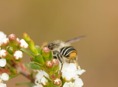 Megachile maculariformis