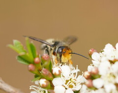 Megachile maculariformis