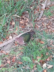 Chalcophaps longirostris