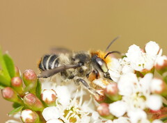Megachile maculariformis