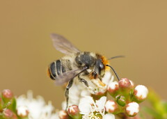 Megachile maculariformis